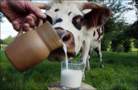 Молоко, корова