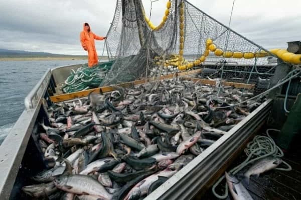 Вылов тихоокеанских лососей в РФ