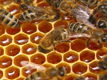 натуральный мёд