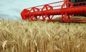 Хозяйства Беларуси преодолели рубеж по намолоту зерна в 6 млн тонн